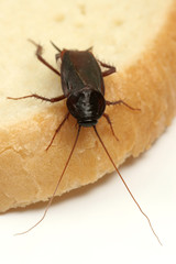 Close up of a cockroach crawling on a slice of bread
