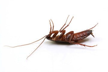 Dead cockroach lying on its back on white background, Pest control concept