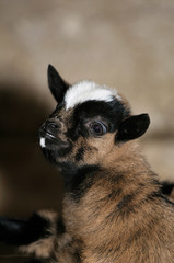 frightened young goat