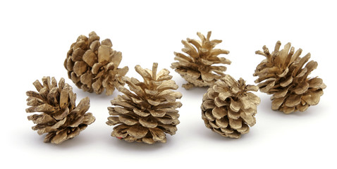Five pine cones on the white background
