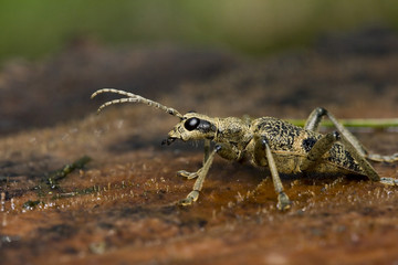Beetle sitting sitting on the trunk of the tree cut down