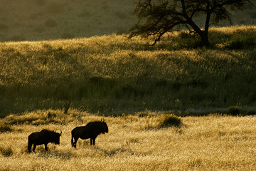 Blue wildebeest (Connochaetes taurinus), Kalahari, South Africa
