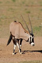 Gemsbok antelope (Oryx gazella), Kalahari, South Africa