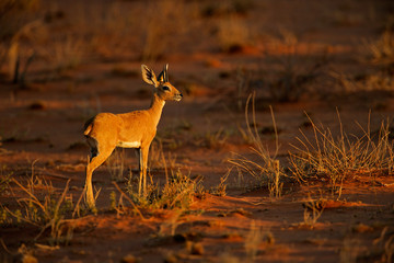 Steenbok antelope (Raphicerus campestris), South Africa