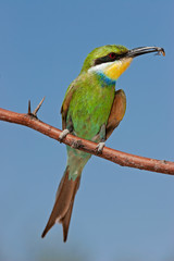 Swallow-tailed bee-eater (Merops hirundineus), South Africa