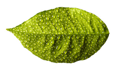 Fototapeta na wymiar Green leaf with drops of water isolated on white