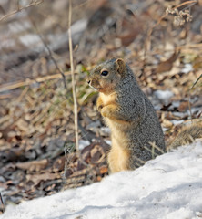 Fox Squirrel