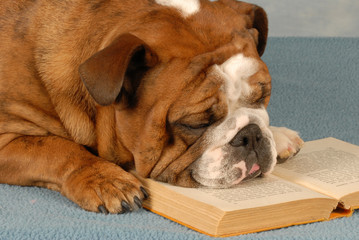 english bulldog falling asleep over reading a book