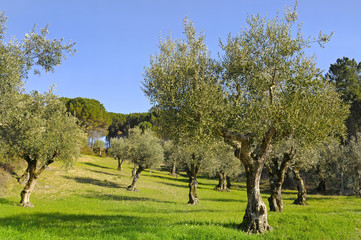 Fototapeta na wymiar Olive Tree
