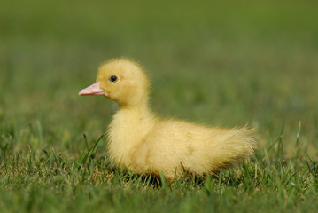 Baby duck