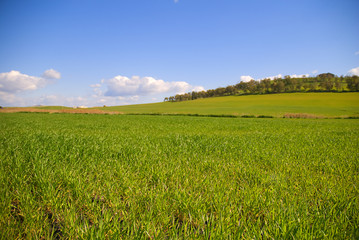 Fototapeta premium Grassland landscape