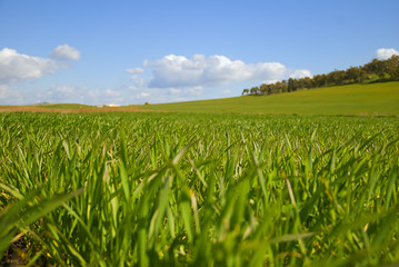Fresh grass in a green field