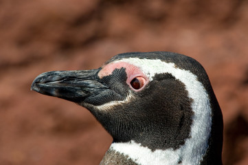 Magellanic penguin in Punta Tombo, Patagonia.