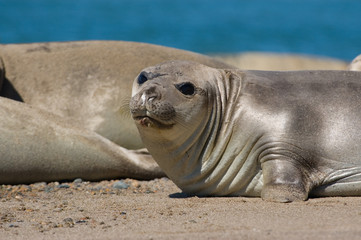 Elephant seal in Peninsula Valdes, Patagonia.