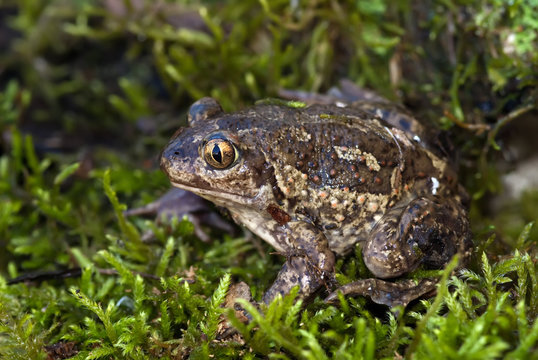 spade footed toad