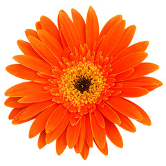 an Africa chrysanthemum isolated on white background