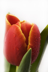 Naklejka premium Tulips damp morning