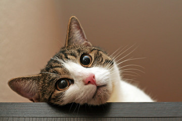 Katze