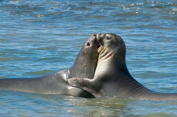 Naklejka premium Elephant seal in Peninsula Valdes, Patagonia.