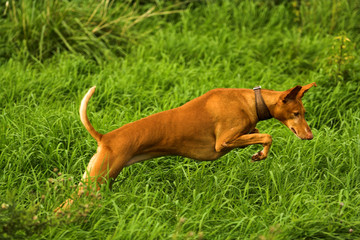 Podenco im Sprung