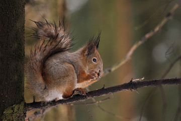 Obraz premium Squirrel sitting on a tree trunk.