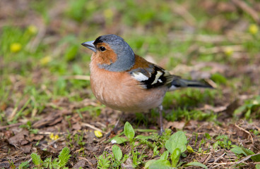 portrait of chaffinch