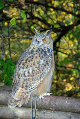 In den Fängen des Uhus