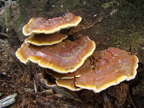 Fungos