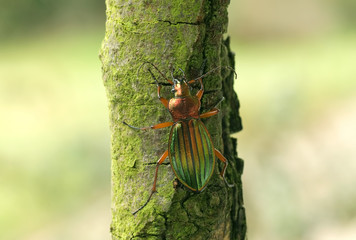 Goldglänzender Laufkäfer