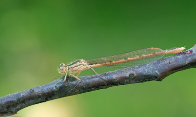 Libelle