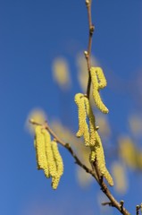 tree blossom in spring