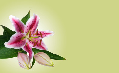 Lilies isolated on green background