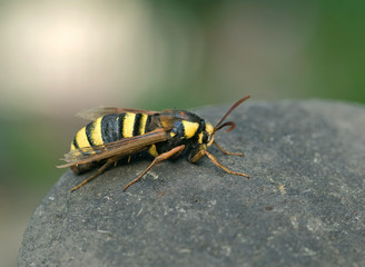 Hornissen-Glasflügler