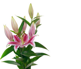 Lilies isolated on white background