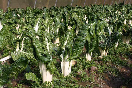 plants de blettes