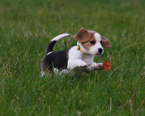 Beagle-Welpen