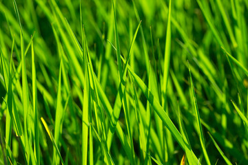 Grass
