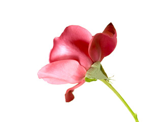 single red rose stem