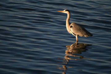 Grey Heron fishing at the waterside (Ardea cinerea)