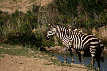 Fototapeta na wymiar Zebras an der Wasserstelle