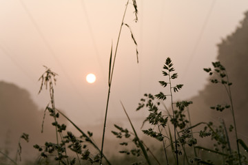 morgennebel