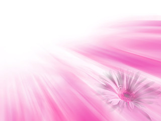 Obraz premium rosa Blume auf rosa Hintergrund