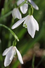 Obraz premium snowdrop flower in morning dew