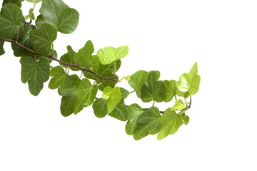 Branch is ivy on a white background