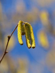 Weidenkätzchen