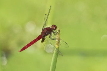 Rote Libelle an einem Grashalm