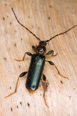 Tanbark borer