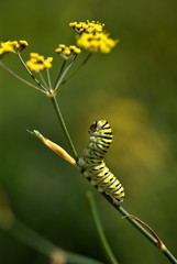 Caterpillar lifts his head