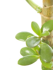 Wet plant