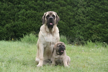 Famille de Mastiff assis de face &agrave; la campagne